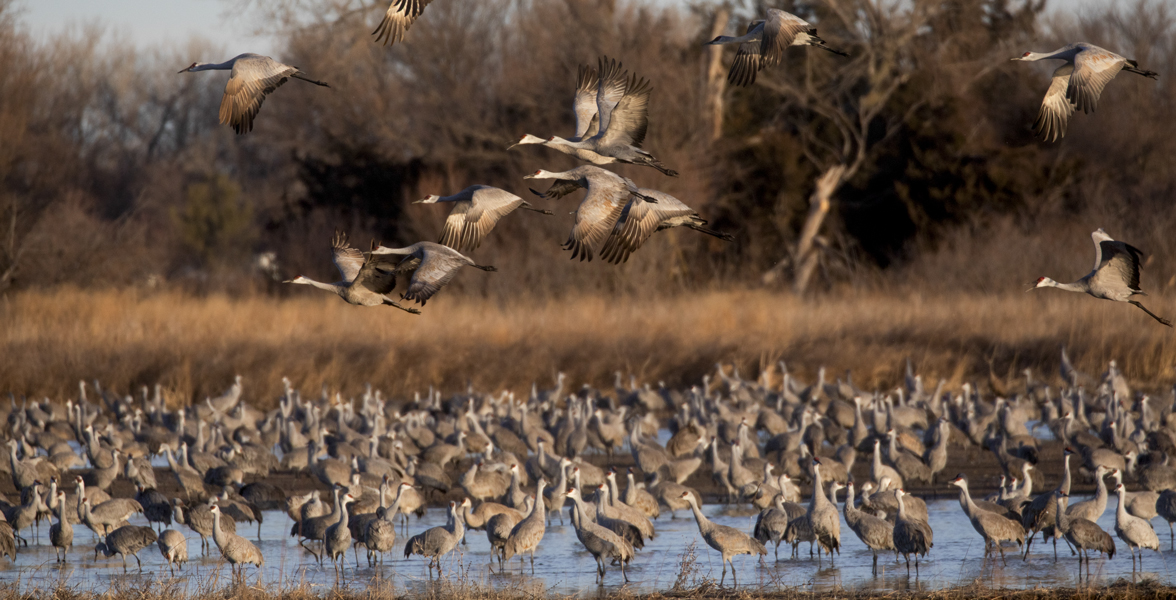 Sandhill Cranes take off from the Platte River in the early morning near Iain Nicolson Audubon Center at Rowe Sanctuary.