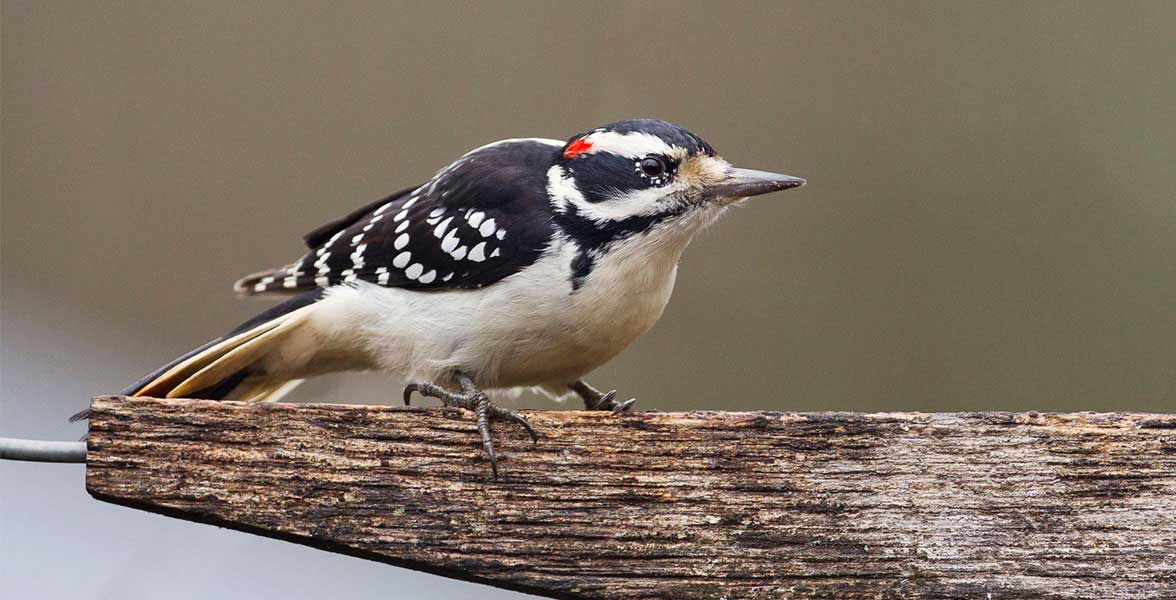 Hairy Woodpecker. 