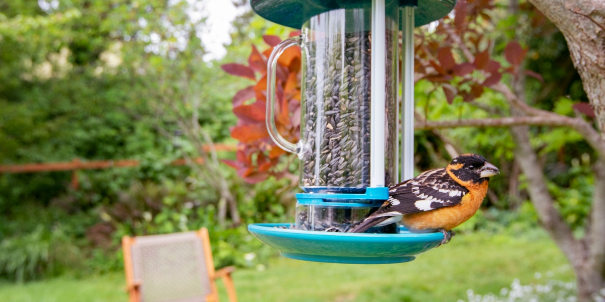 A Black-headed Grosbeak perches on a feeder.