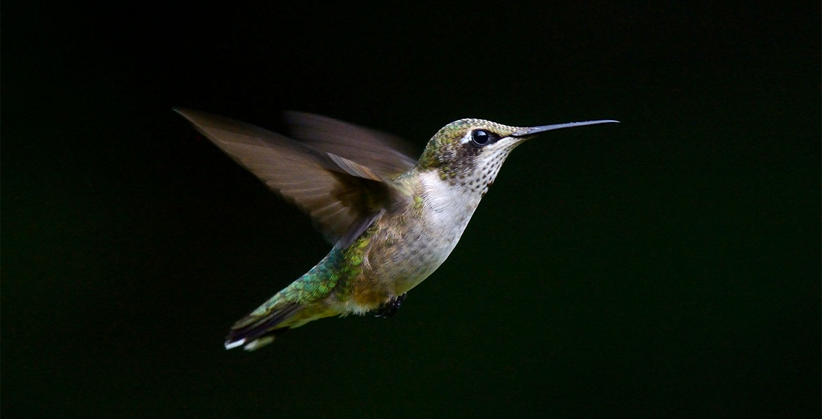 Ruby-throated Hummingbird.