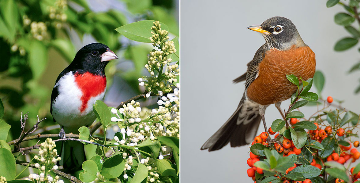 Rose-breasted Grosbeak and American Robin.