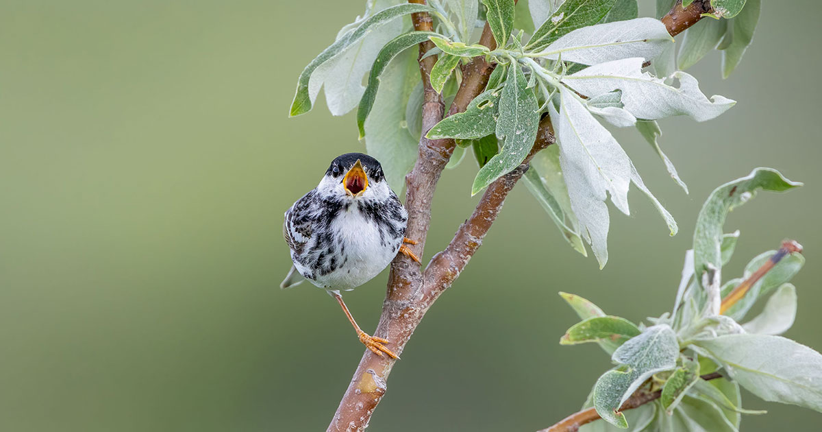 Blackpoll Warbler on willow.