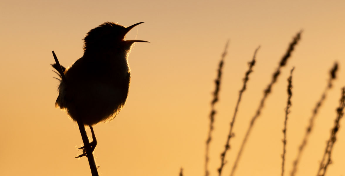 A singing Marsh Wren perched on a thin branch and silhouetted by an orange sky.