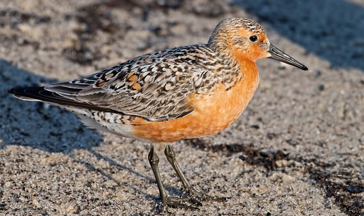 A Red Knot on sand near the ocean.