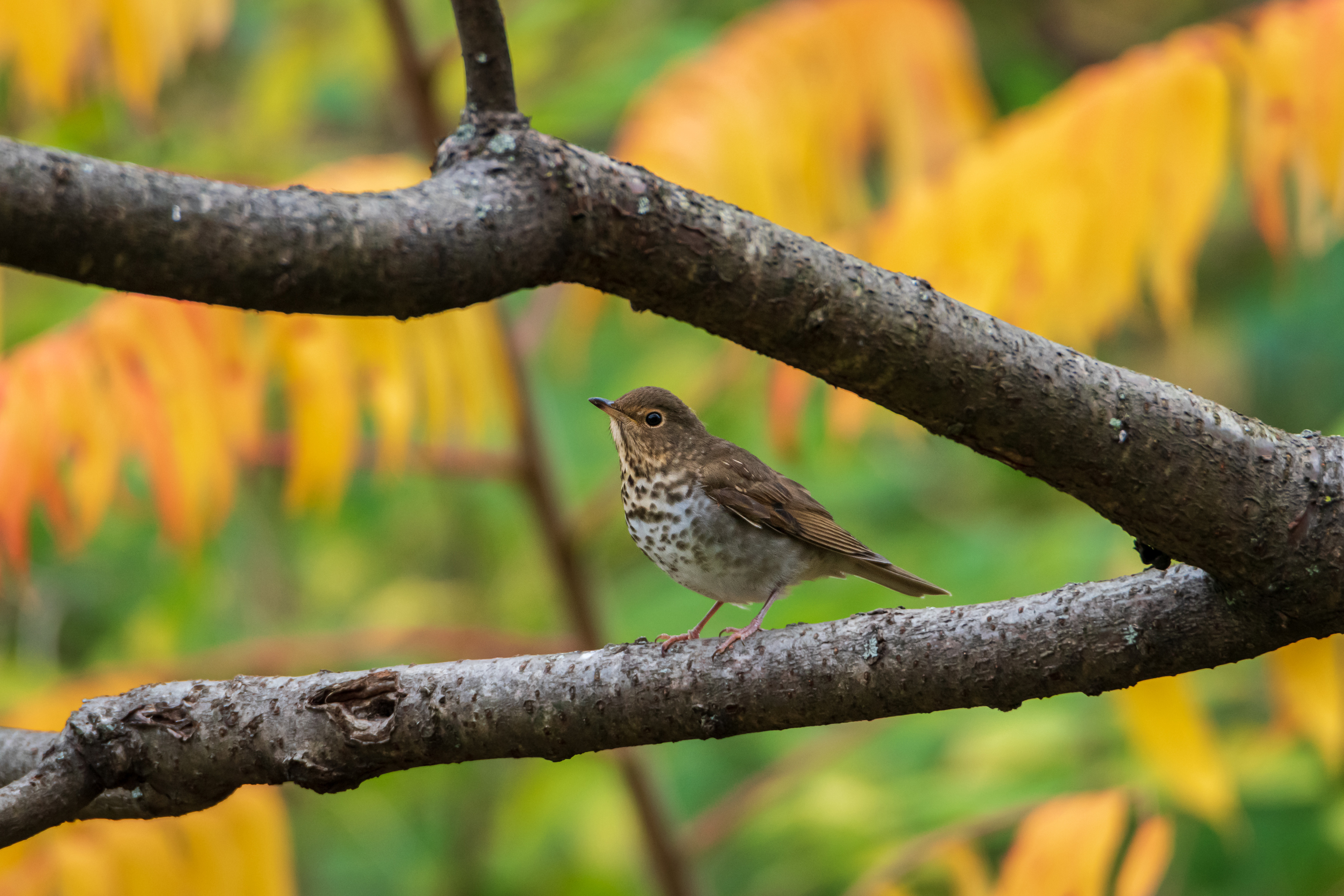 A brown spotted songbird perched on a branch in front of orange vegetation.