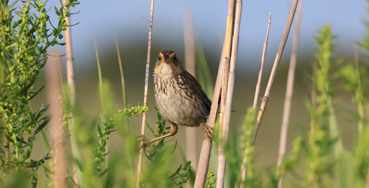 A Saltmarsh Sparrow perches on a reed in a marsh.
