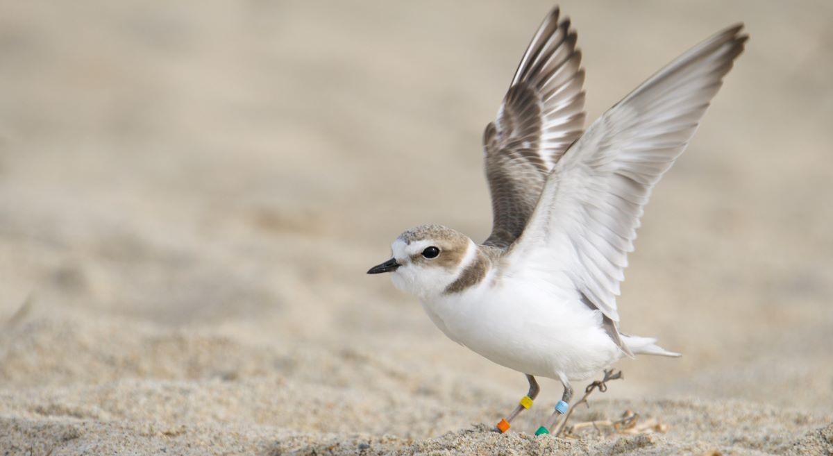 A Snowy Plover stretches its wings on the sand.