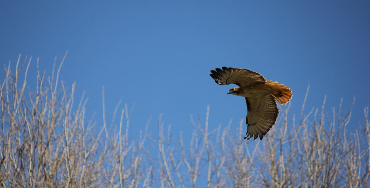 Red-tailed Hawk in flight.