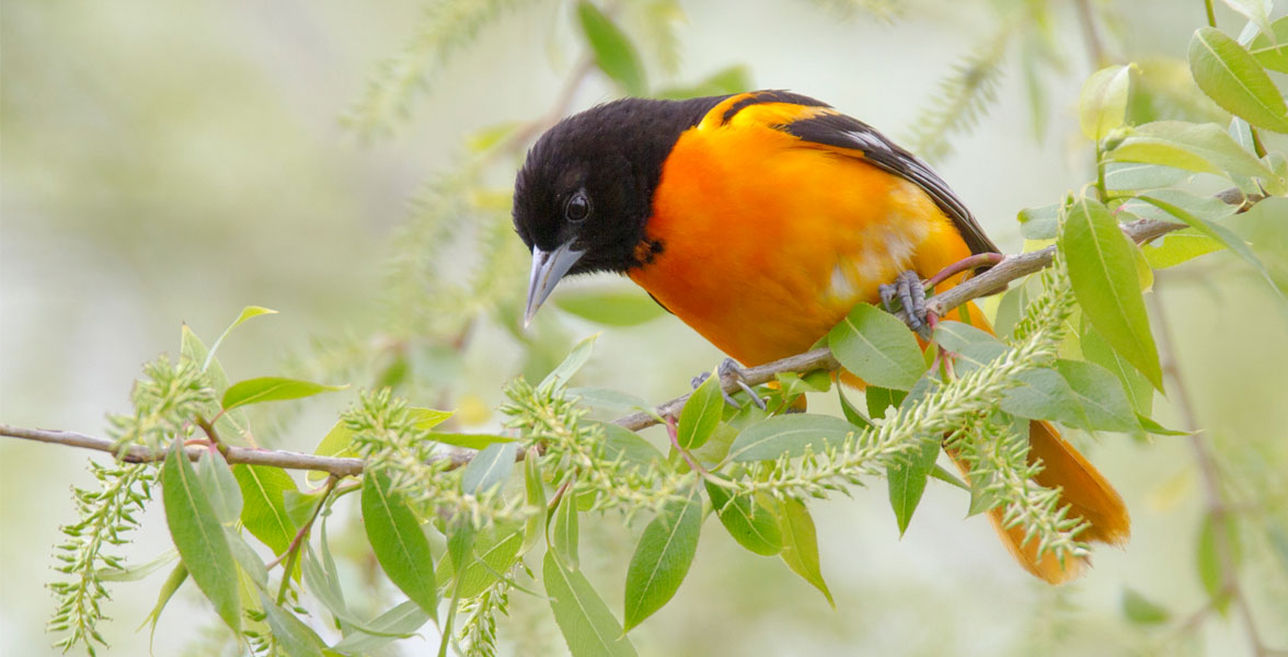 Baltimore Oriole perched on branch.