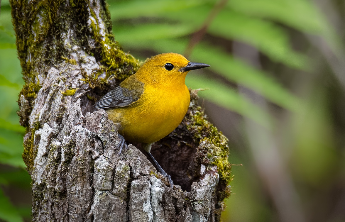 A bright yellow Prothonotary Warbler sits perched on the edge of a hole in a moss-covered tree trunk