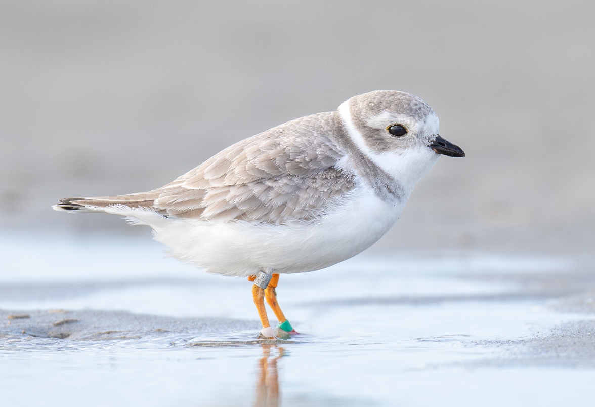 Piping Plover with bands on both legs stands on the sand by the shore
