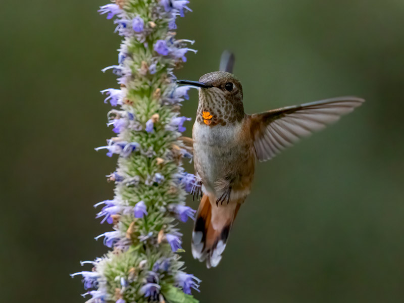 Rufous Hummingbird hovers in flight next to a flowering purple plant.