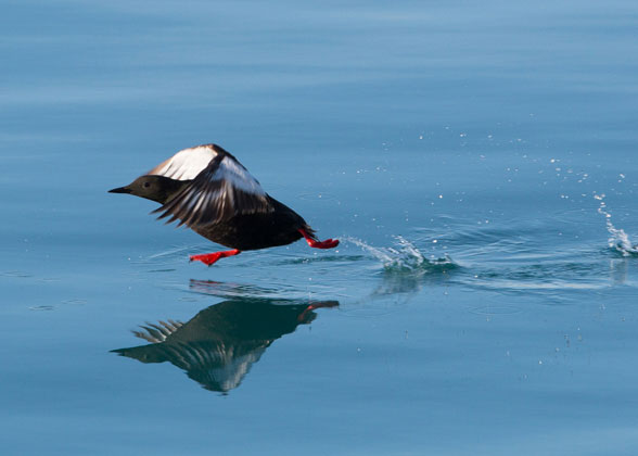 Photograph of a Black Guillemot "running" across water.