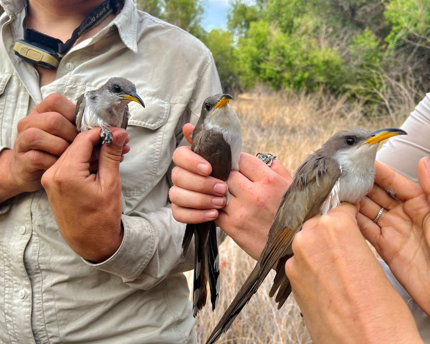 3 Western Yellow-billed Cuckoos at the Kern River Valley