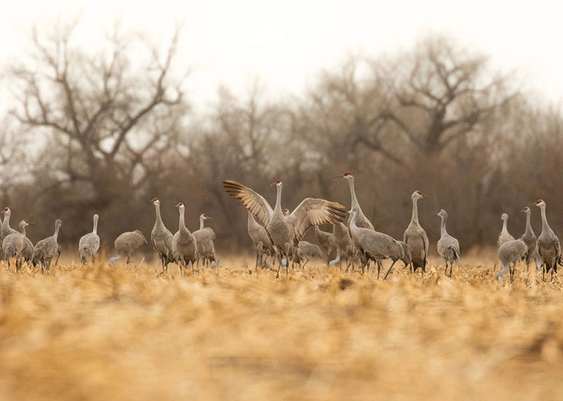 Sandhill Cranes.