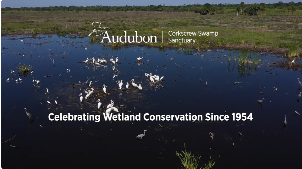 Screenshot showing aerial view of white pelicans in a wetland with words over the top.