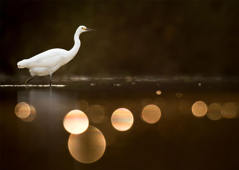 Snowy Egret.