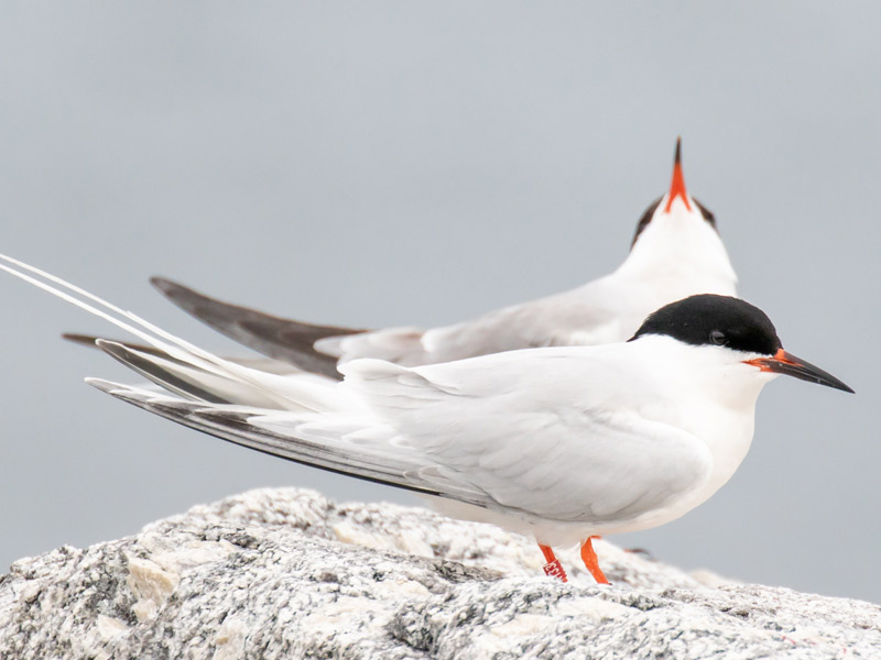 Photo of two Roseate Terns perched on a rock.