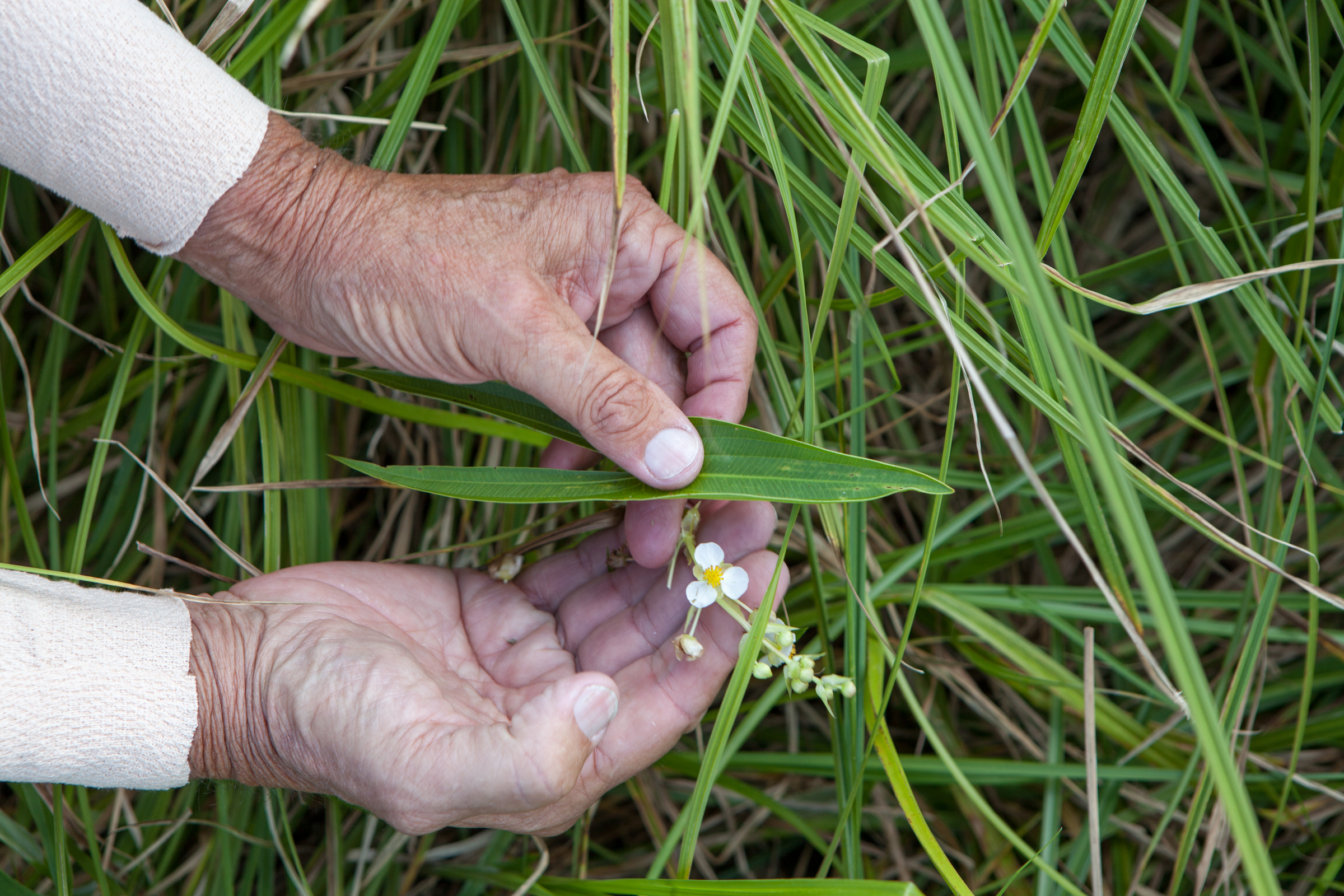 Grassland steward holding broadleaf arrowhead.