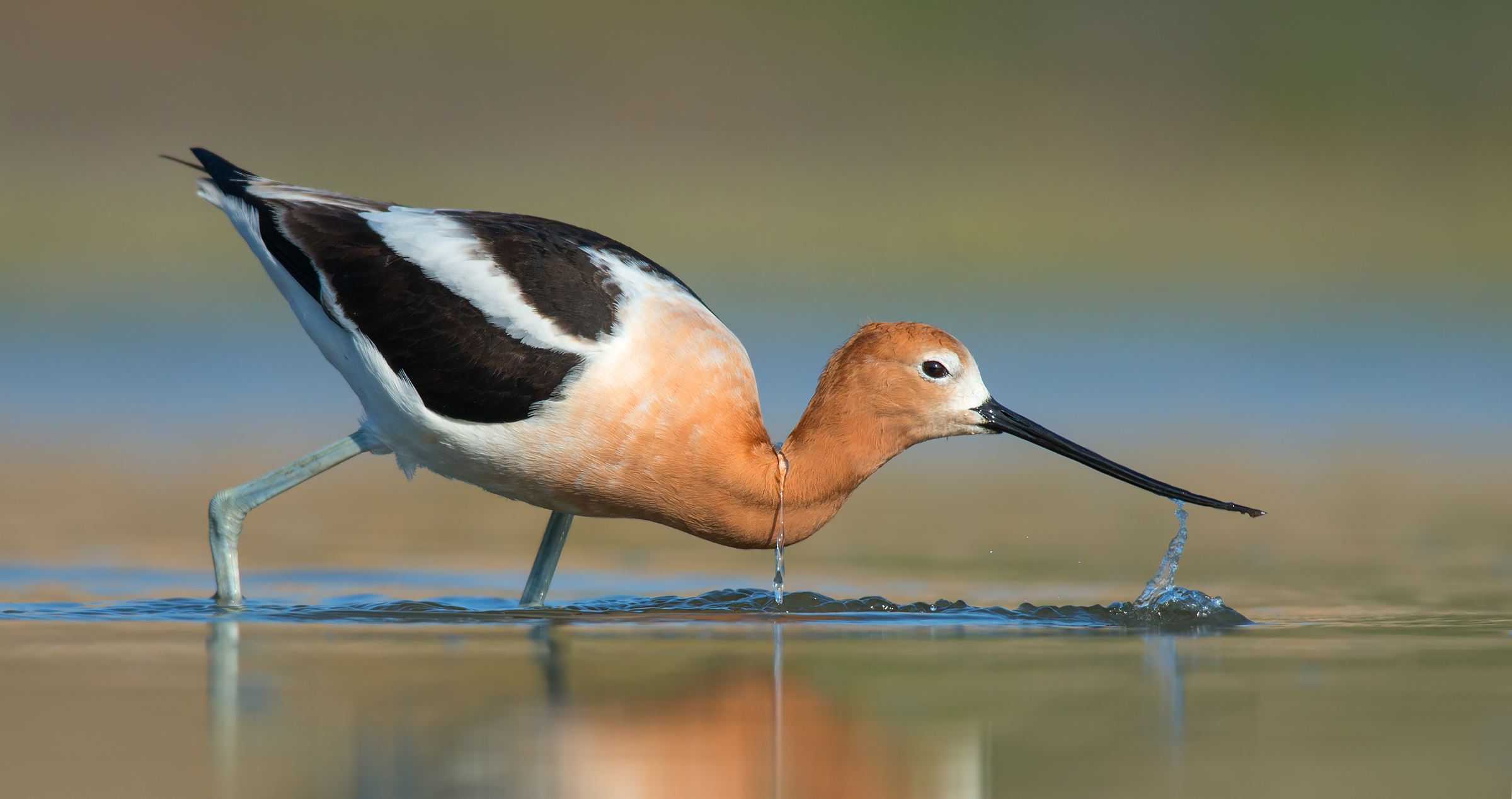 American Avocet. 