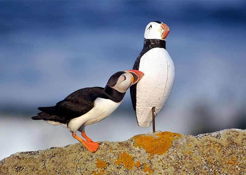 An Atlantic Puffin interacts with a decoy on a nesting island in Maine.