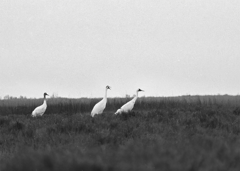 A family of Whooping Cranes at the Aransas National Wildlife Refuge, Texas, in early 1947. 