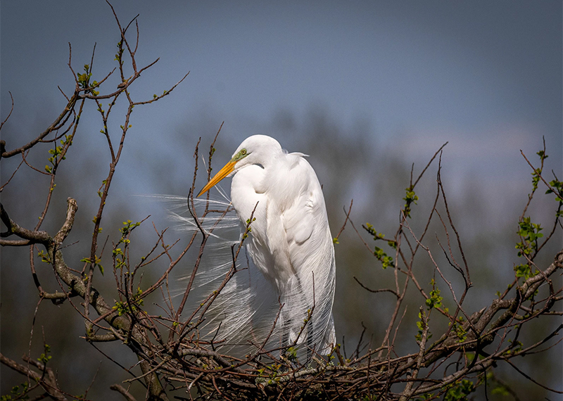 Great Egret.