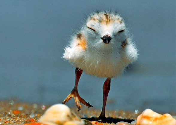 Photo of a Piping Plover chick. Credit: Venu Challa/Audubon Photography Awards