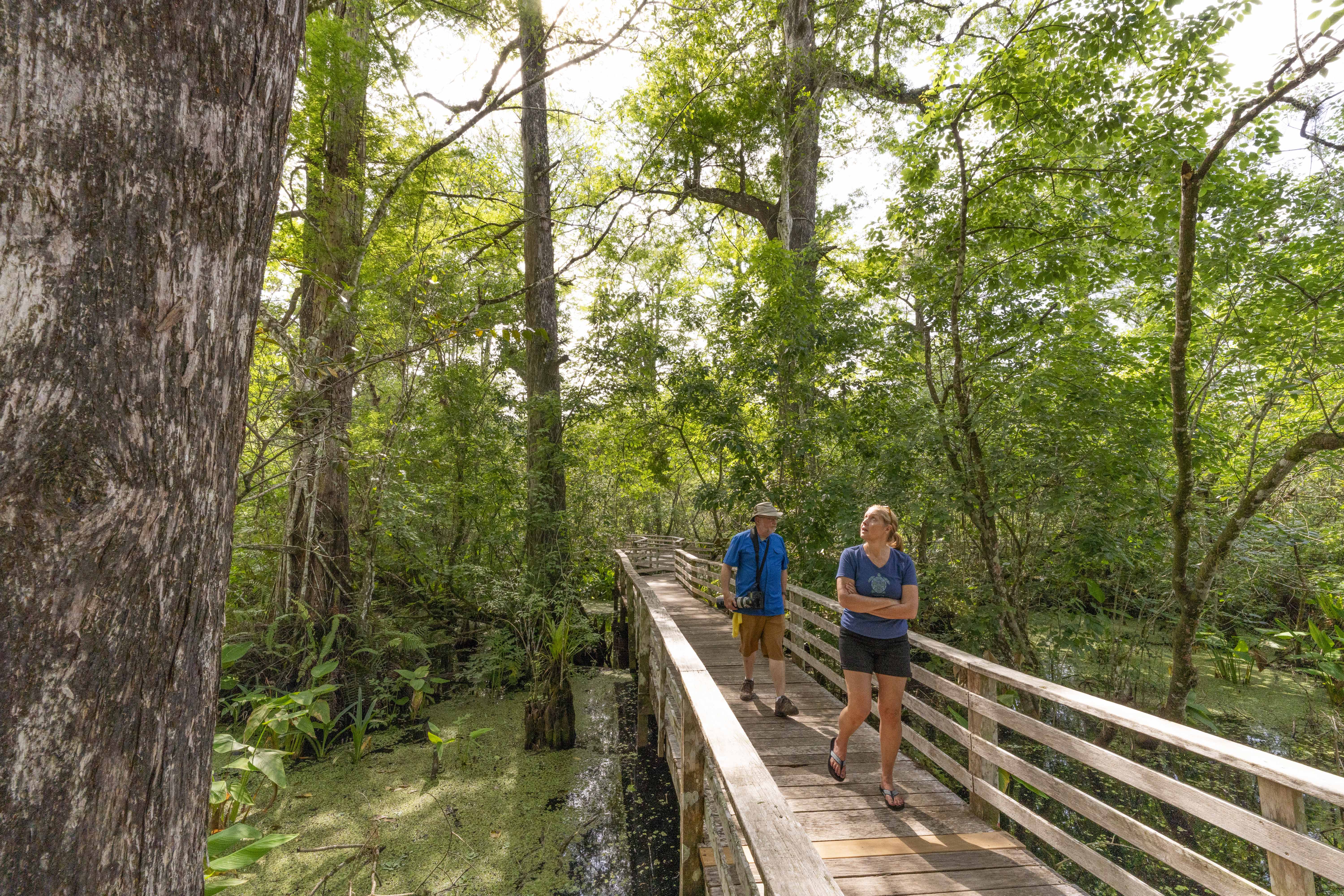 People walking on a boardwalk through a forest