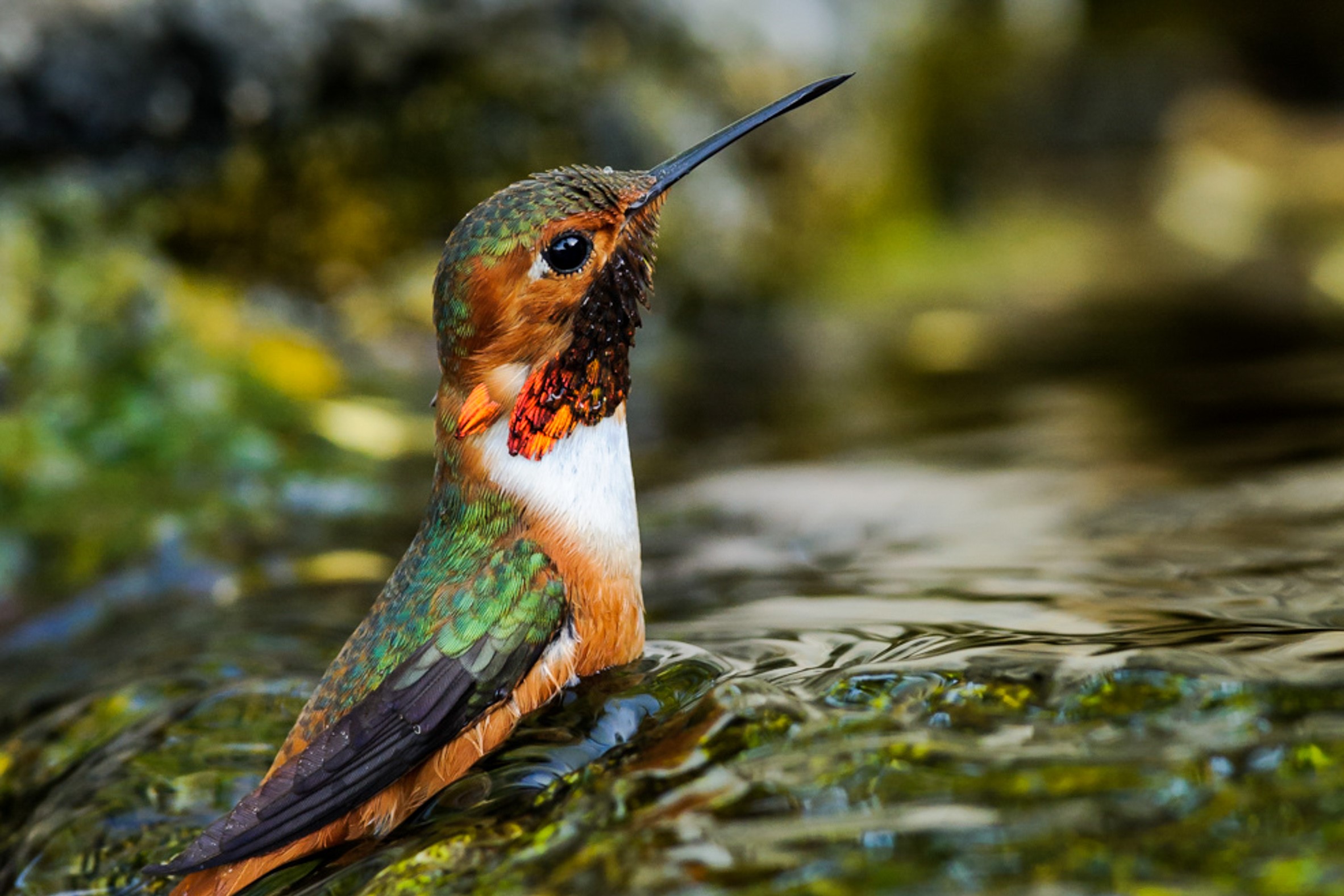 Allen's Hummingbird. 