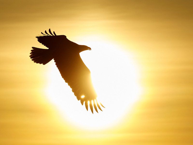 Photo of a Bald Eagle, silhouetted in flight against the sun.