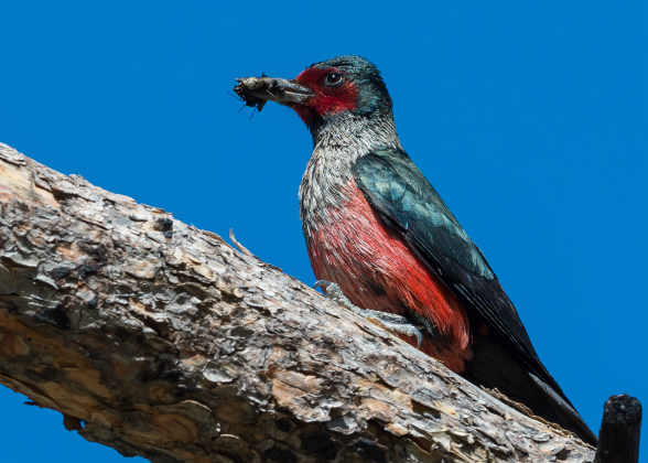 Photo of a Lewis's Woodpecker perched on a branch with an insect in its beak.