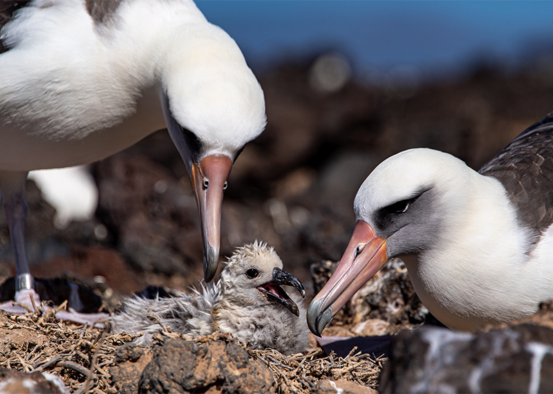 Two Laysan Albatross foster parents care for the 10-day-old Black-footed Albatross chick they’re raising as their own.