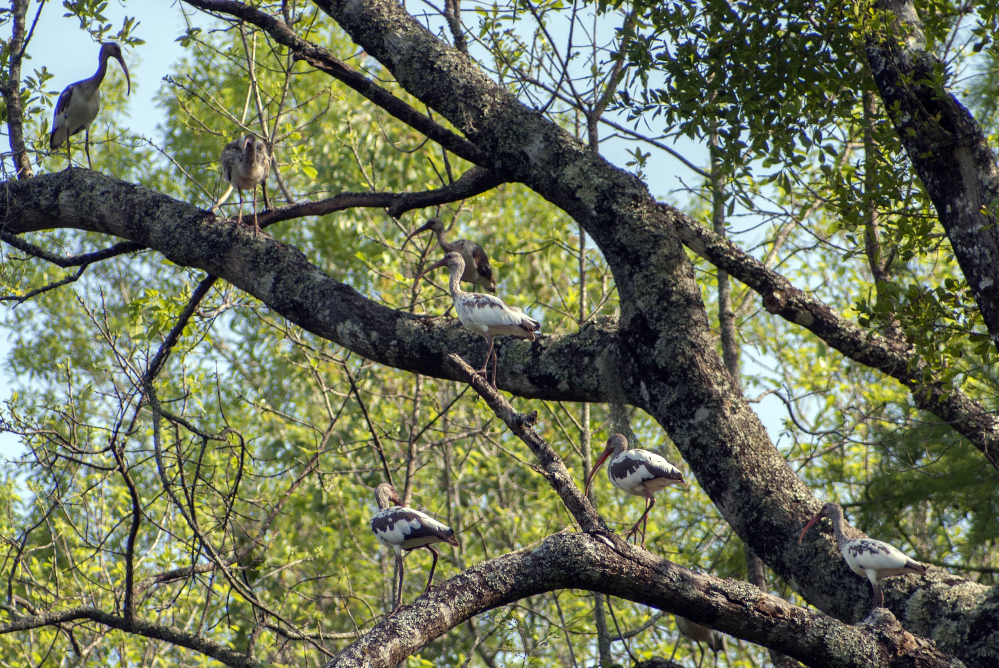 Seven juvenile white ibis roost high up on mossy limbs. 
