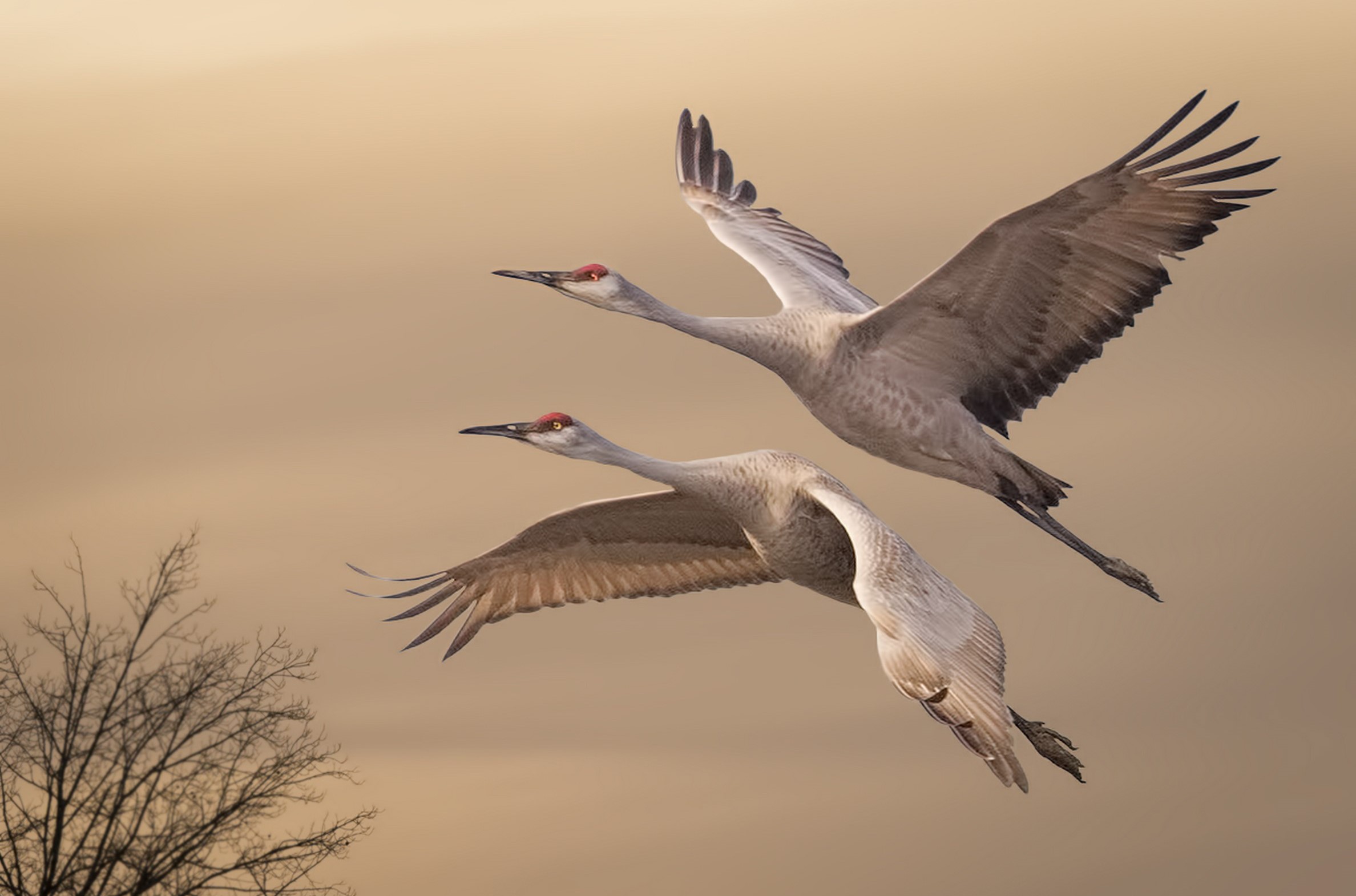 Sandhill Crane