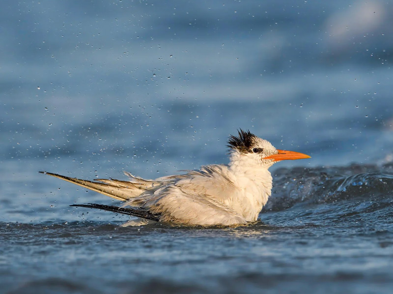 Royal Tern wading in water.