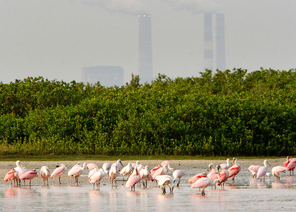 Roseate Spoonbills feed on a mangrove island in Florida