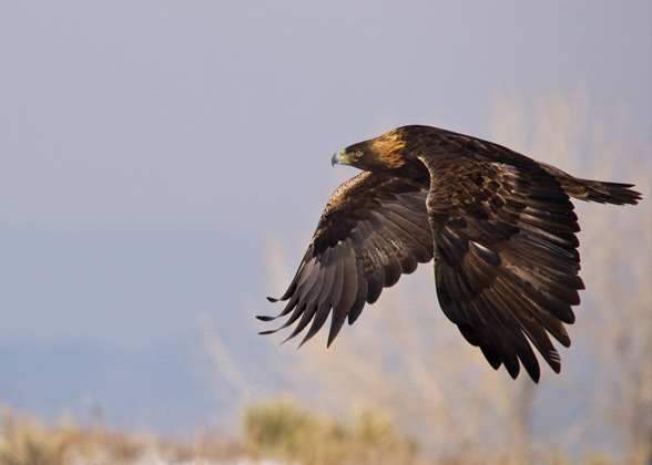 Photo of a Golden Eagle in flight. Credit: Daniel O'Donnell/Audubon Photography Awards