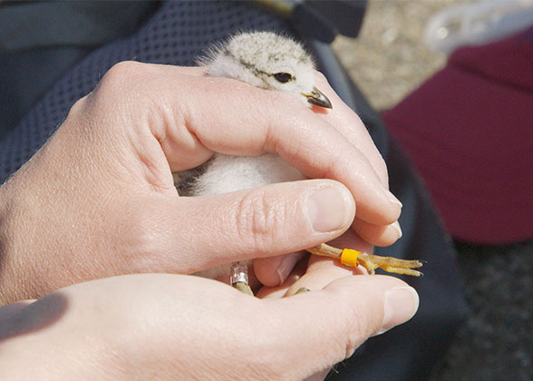 A Pennsylvania Game Commission wildlife biologist, bands one of the Piping Plover chicks at Gull Point