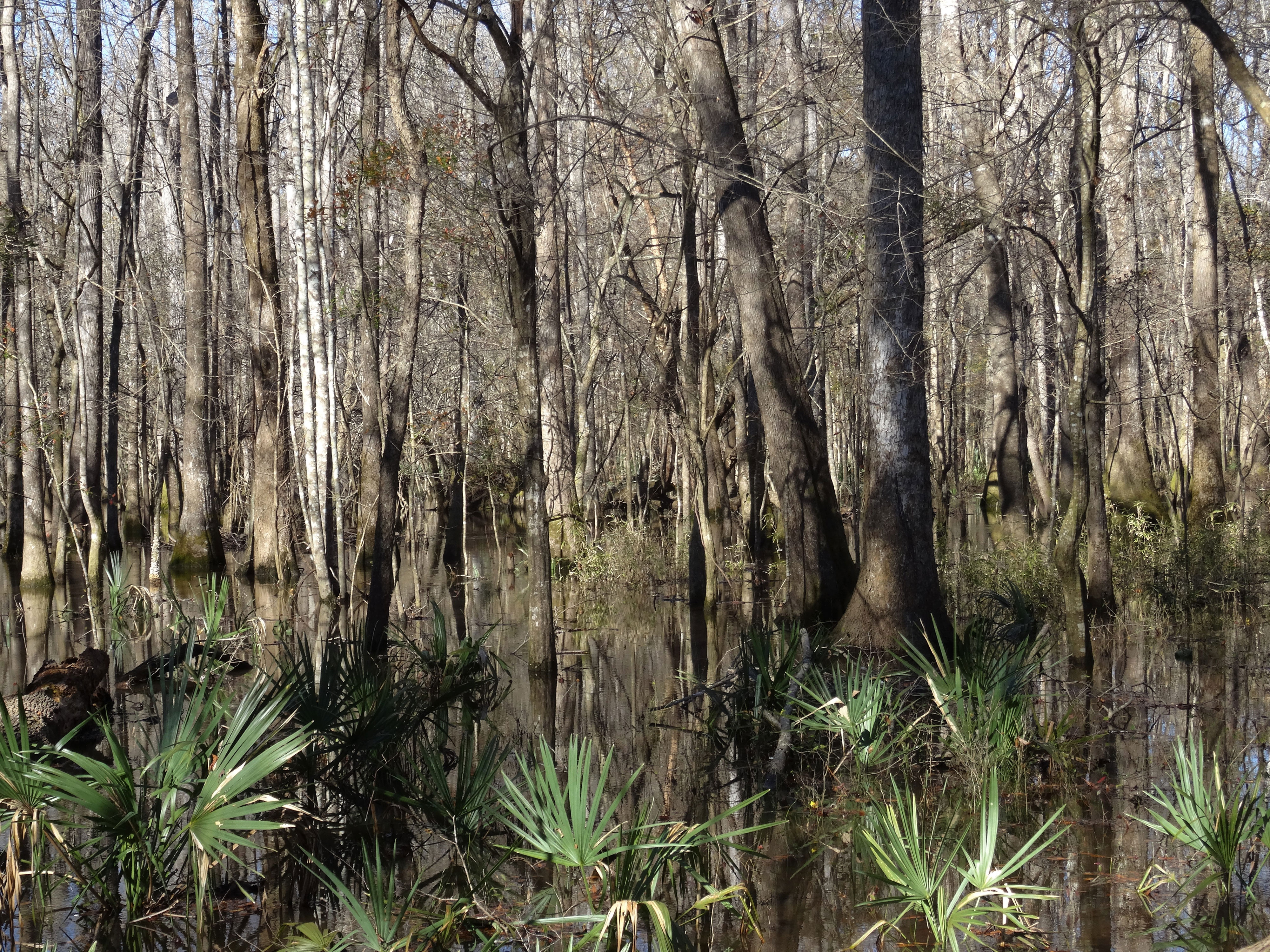 Winter, bare Tupelos stand. Mirror-like reflection of the trees against still water. Dwarf palmettos, green, cover the base of the image almost as if you were going to step on them. 