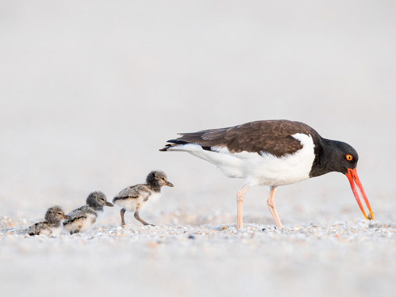 An adult American Oystercatcher trailed by three chicks.