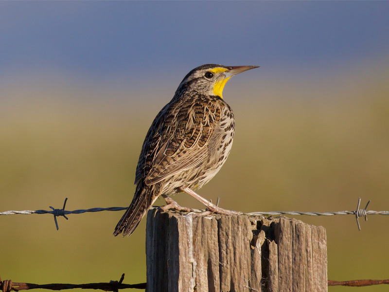 Photo of a Western Meadowlark perched on a wire.