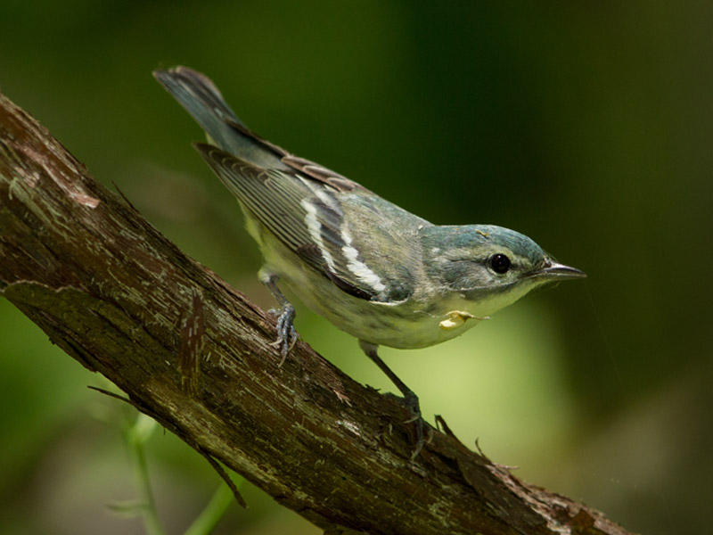 A photo of a Cerulean Warbler perched on a tree branch.