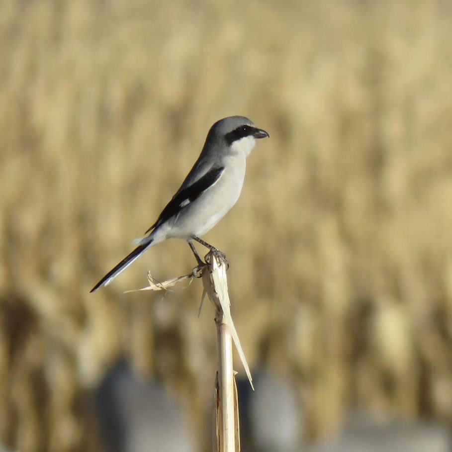 A Loggerhead Shrike perches on a stick.