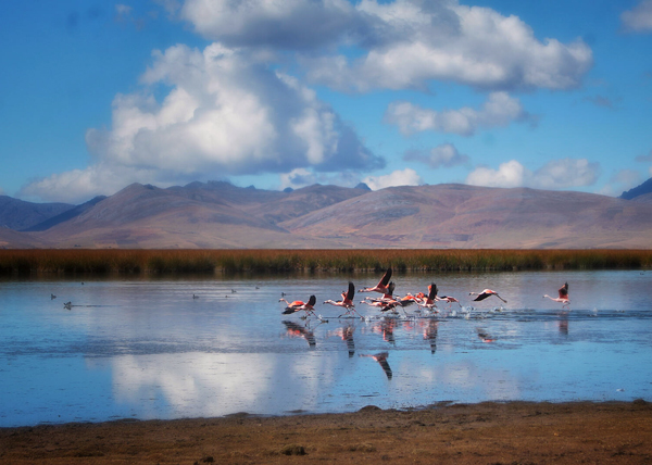 Lake Junín is the second largest lake in Peru and is home to more than 150 species of birds, including the Andean Flamingo.