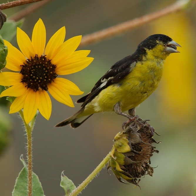 A male Lesser Goldfinch perches on an old sunflower bloom, with a bright sunflower blooming behind him.