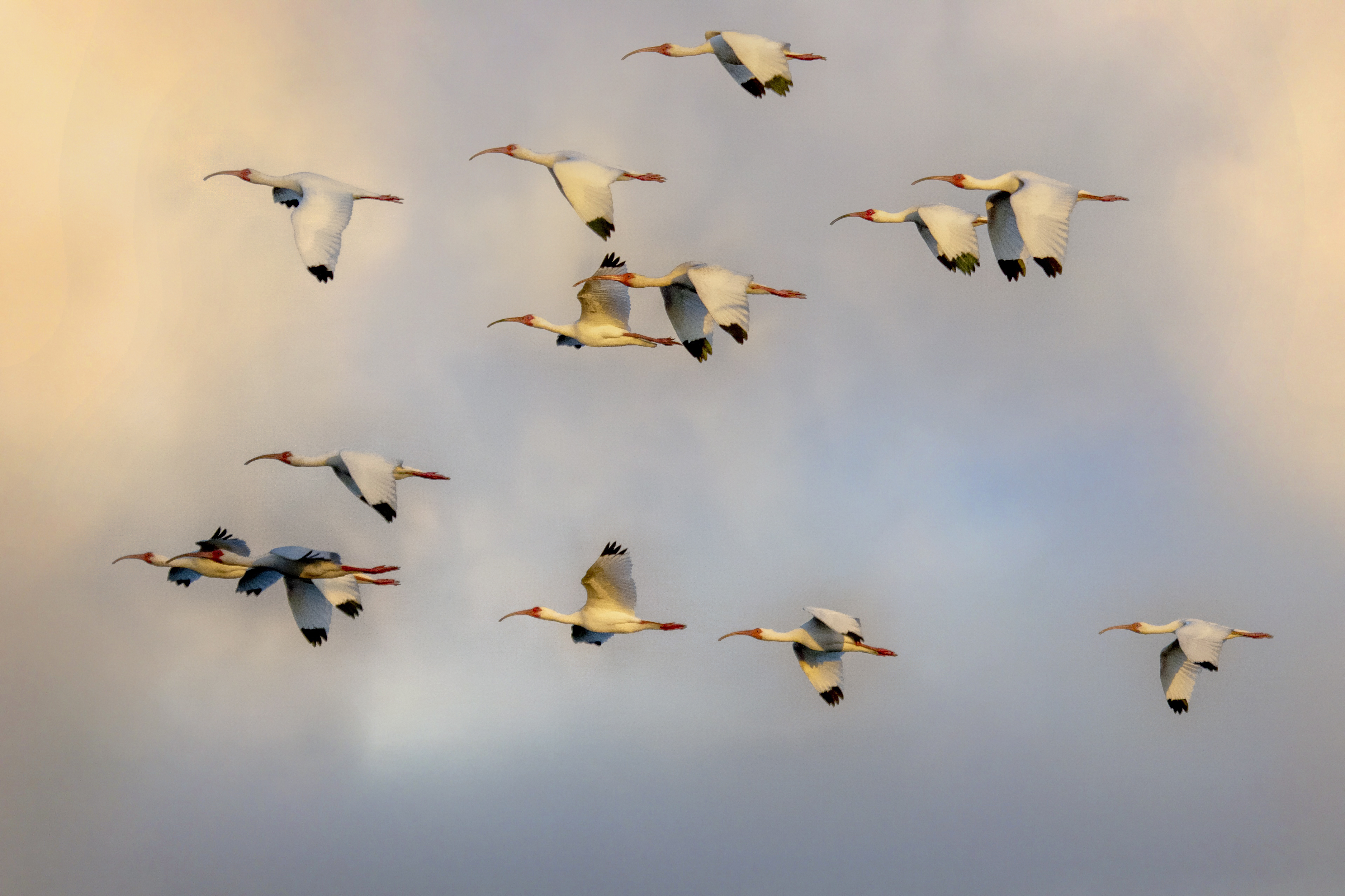 Photo of a flock of birds in flight.