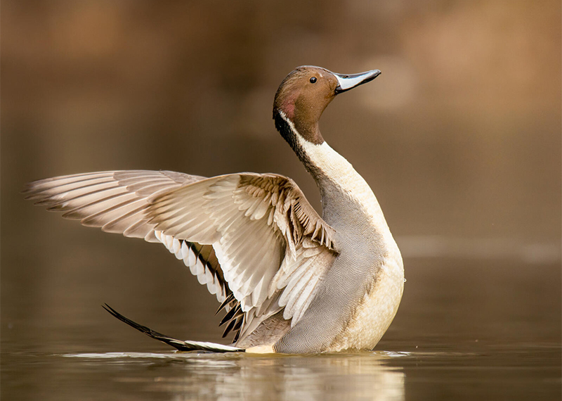 Northern Pintail.