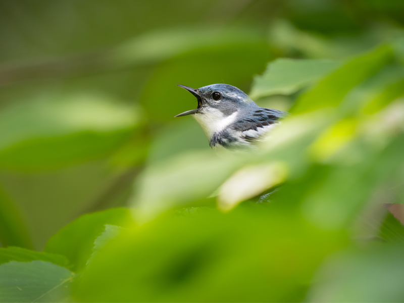 Cerulean Warbler with its beak open in song.