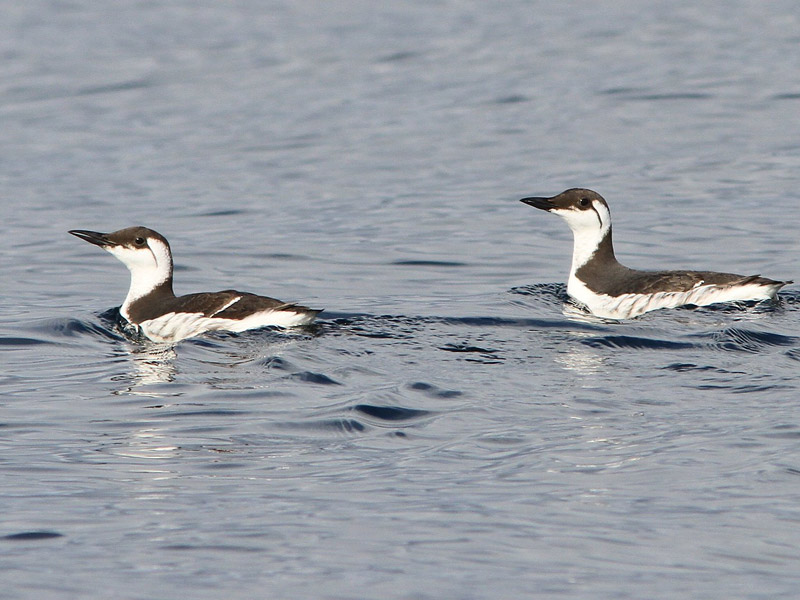 Two Common Murres floating in a body of water.